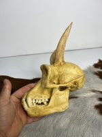 جمجمه شامپانزه شاخدار - مدل 5 - Chimpanzees-model-5 - Image 9