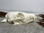 جمجمه طبیعی روباه معمولی مدل 1 / Vulpes-model-1 - Image 9