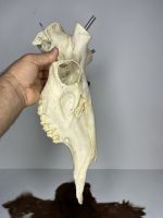جمجمه تنها گوزن مرال مدل 1 / – maral-model-1 - Image 9