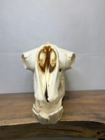 جمجمه طبیعی شتر لوک شماره 6 / Camel-model-6 - Image 4
