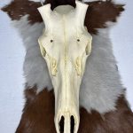 جمجمه تنها گوزن مرال مدل 2 / – maral-model-2