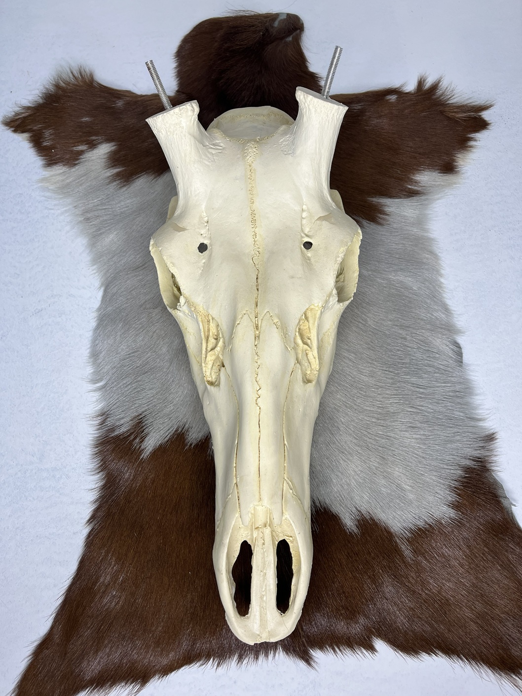 8 جمجمه تنها گوزن مرال مدل 2 / – maral-model-2 - Image 1