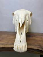 جمجمه طبیعی اسب شماره 12 / Horse-model-12 - Image 9