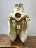جمجمه طبیعی اسب شماره 10 / Horse-model-10 - Image 9