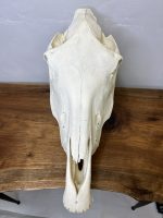 جمجمه طبیعی اسب شماره1 / Horse-model-1 - Image 10