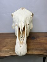 جمجمه طبیعی اسب شماره 8 / Horse-model-8 - Image 10