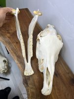 جمجمه طبیعی اسب شماره 13 / Horse-model-13 - Image 10