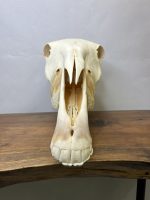 جمجمه طبیعی اسب شماره 7 / Horse-model-7 - Image 10