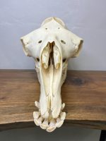 جمجمه طبیعی شتر شماره 5 / Camel-model-5 - Image 4