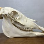 جمجمه طبیعی کره اسب شماره 5 / Horse-model-5