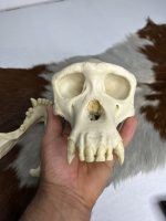 جمجمه شامپانزه-مدل 1 - Chimpanzees-model-1 - Image 10