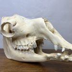 جمجمه طبیعی شتر شماره 11 / Camel-model-11
