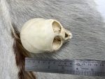 جمجمه طبیعی میمون رزوس  -Macaca mulatta - Image 10