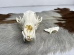 جمجمه طبیعی روباه معمولی مدل 1 / Vulpes-model-1 - Image 10
