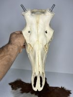 جمجمه تنها گوزن مرال مدل 1 / – maral-model-1 - Image 10