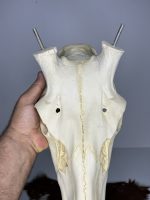 جمجمه تنها گوزن مرال مدل 2 / – maral-model-2 - Image 4