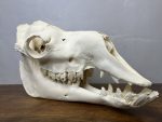 جمجمه طبیعی شتر لوک شماره 6 / Camel-model-6 - Image 3