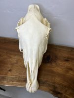 جمجمه طبیعی اسب حکاکی شده / Horse-model-100 - Image 8