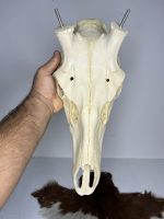 جمجمه تنها گوزن مرال مدل 2 / – maral-model-2 - Image 8