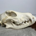 جمجمه طبیعی سگ اهلی model-2