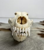 جمجمه طبیعی سگ اهلی model-2 - Image 2