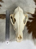 جمجمه طبیعی سگ اهلی model-8 - Image 8