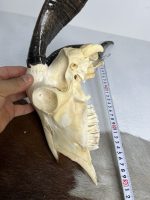 جمجمه و شاخ کل اهلی پاکسازی شده مدل 9 /  Goat-model-9 - Image 2