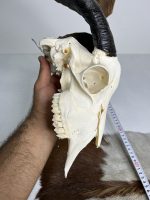 جمجمه و شاخ کل اهلی طبیعی پاکسازی شده مدل 90/  Goat-model-90 - Image 2