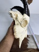 جمجمه و شاخ کل اهلی طبیعی پاکسازی شده مدل 21/  Goat-model-21 - Image 2