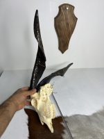 جمجمه و شاخ کل اهلی طبیعی پاکسازی شده مدل 3/  Goat-model-3 - Image 2