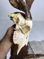 جمجمه و شاخ کل اهلی طبیعی پاکسازی شده مدل 32/  Goat-model-32 - Image 2