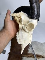 جمجمه و شاخ کل اهلی طبیعی پاکسازی شده مدل 104/  Goat-model-104 - Image 2