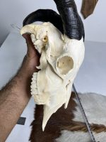 جمجمه و شاخ کل اهلی طبیعی پاکسازی شده مدل 4/  Goat-model-4 - Image 2
