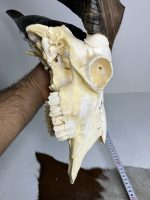جمجمه و شاخ کل اهلی پاکسازی شده مدل 22 /  Goat-model-22 - Image 2