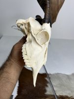 جمجمه و شاخ کل اهلی طبیعی پاکسازی شده مدل 13/  Goat-model-13 - Image 2