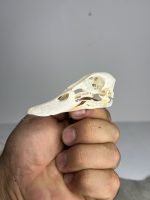 جمجمه طبیعی اردک سرسبز - مدل 88/ Anas platyrhynchos model -88 - Image 2
