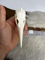 جمجمه طبیعی پرنده باکلان - مدل 50/ Cormorant Skull -  model -50 - Image 2