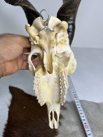 جمجمه و شاخ کل اهلی پاکسازی شده مدل 26 /  Goat-model-26 - Image 2