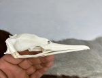 جمجمه طبیعی پرنده باکلان - مدل 49/ Cormorant Skull -  model -49 - Image 2