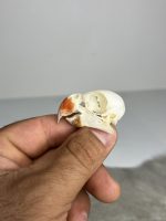 جمجمه طبیعی طوطی ملنگو - مدل 83/ Rose-ringed Parakeet Skull model -83 - Image 3