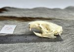 جمجمه طبیعی جربیل بزرگ مدل 1 / Great Gerbil Skull model-1 - Image 2