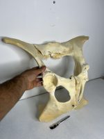 استخوان طبیعی لگن گاو مدل 2 / model-2 - Image 2