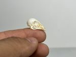جمجمه طبیعی قناری - مدل 75/  Canary Skull model -75 - Image 2
