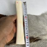 استخوان شتر (ساق شتر) شماره 4 / number-4