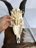 جمجمه و شاخ کل اهلی پاکسازی شده مدل 25 /  Goat-model-25 - Image 2