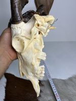 جمجمه و شاخ کل اهلی پاکسازی شده مدل 30 /  Goat-model-30 - Image 2