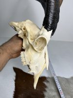 جمجمه و شاخ کل اهلی پاکسازی شده مدل 27/  Goat-model-27 - Image 2