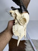 جمجمه و شاخ کل اهلی طبیعی پاکسازی شده مدل 8/  Goat-model-8 - Image 2