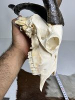 جمجمه و شاخ کل اهلی طبیعی پاکسازی شده مدل 23/  Goat-model-23 - Image 2