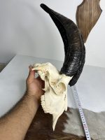 جمجمه و شاخ کل اهلی طبیعی پاکسازی شده مدل 20/  Goat-model-20 - Image 11
